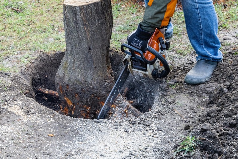 Root Cutting Service