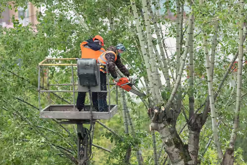 Commercial Tree Maintenance Work