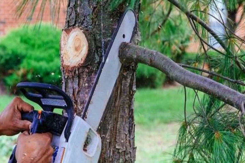 Safe Branch Removal Service