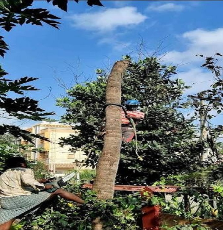 Chandana Tree Cutting Services